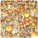 Псилоцибиновые (галлюциногенные)  грибы Psilocybin "Golden Teacher" в Анжеро-Судженске